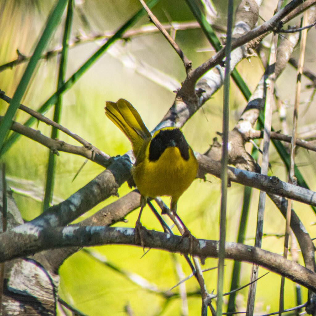 BEYE_Geothlypis beldingi beldingi-4