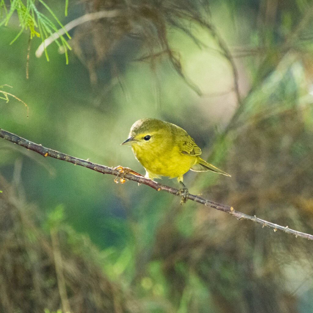 OCWA_Leiotlipys celata