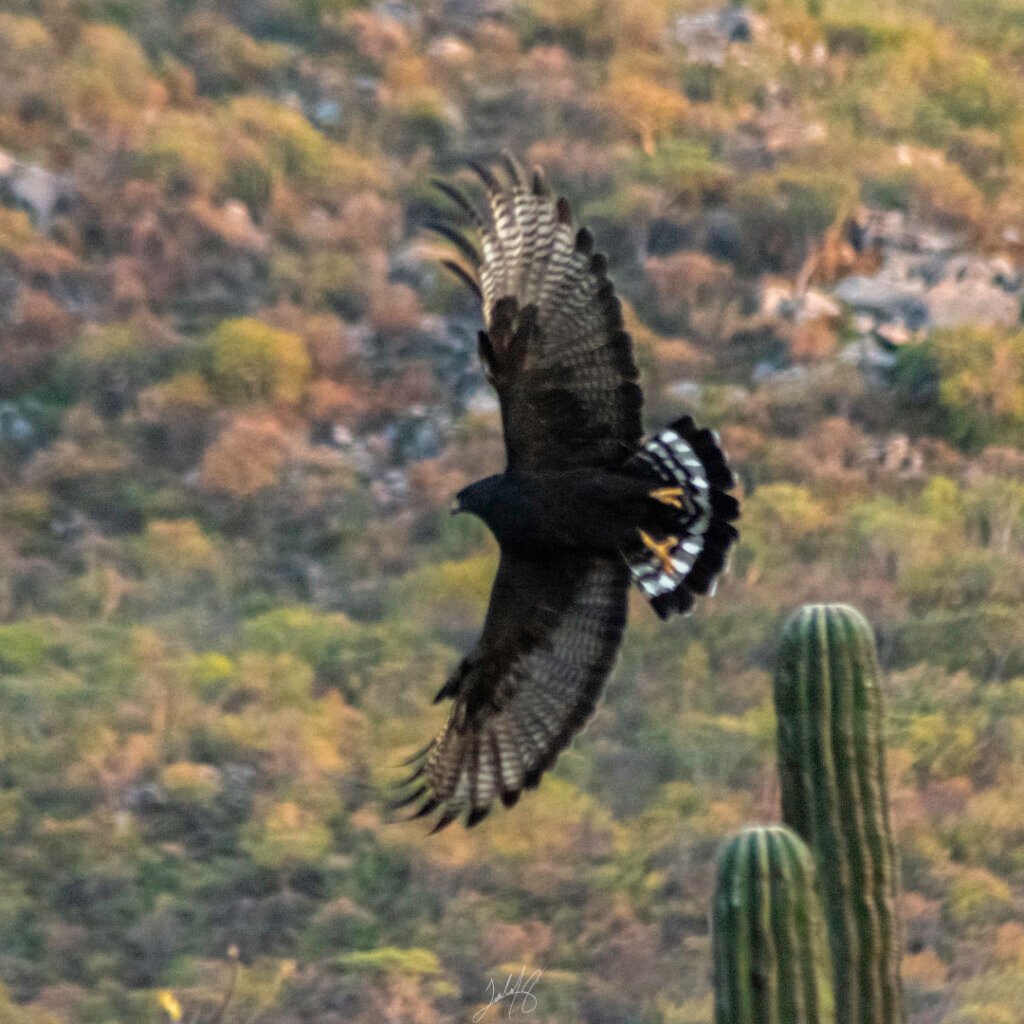 ZTHA_Buteo albonotatus-3